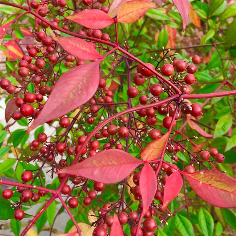 Free Images Tree Nature Fruit Leaf Flower Food Red Produce