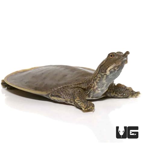 Baby Soft Shell Turtle