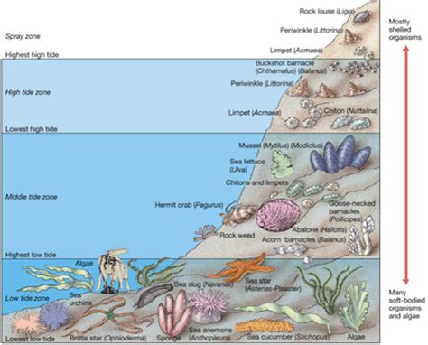 Ecology The Rocky Shore Nz Pathwayz Marine Ecosystem Ocean