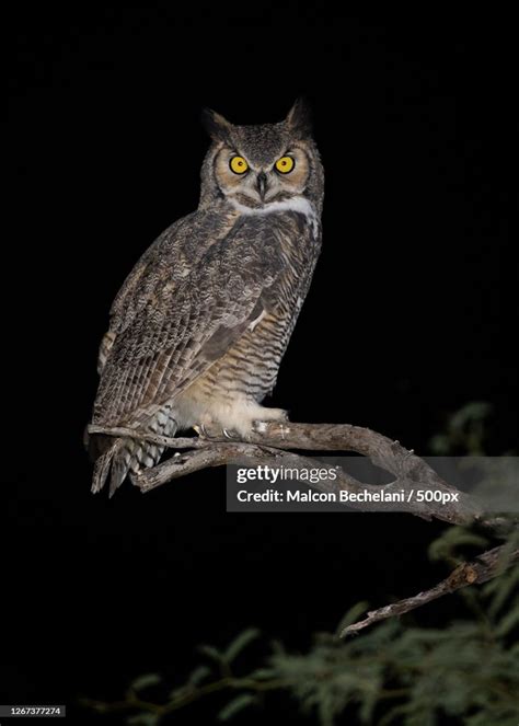 Great Horned Owl Bubo Virginianus Perching On Branch At Night High Res