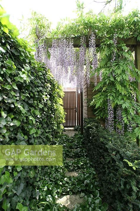 Wisteria Garden By Hanneke Reijbroek GAP Gardens