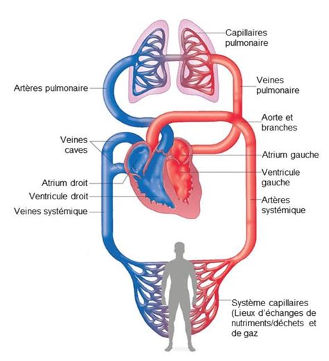 Sch Ma Simplifi De La Circulation Sanguine Syst Mique Et Pulmonaire