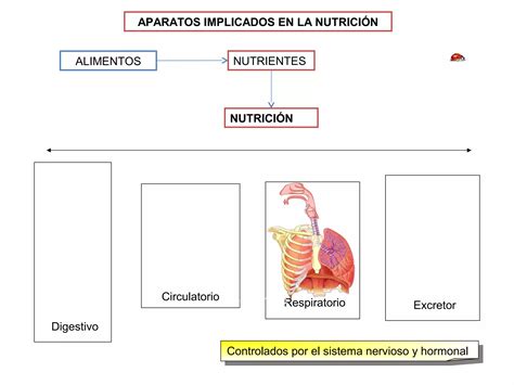 La Funci N De Nutrici N Aparato Digestivo Eat Ppt