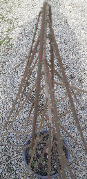 Pseudopanax Ferox Sawtooth Lancewood — Cjs Plants