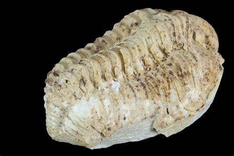 125 Calymene Celebra Trilobite Illinois 126842 For Sale