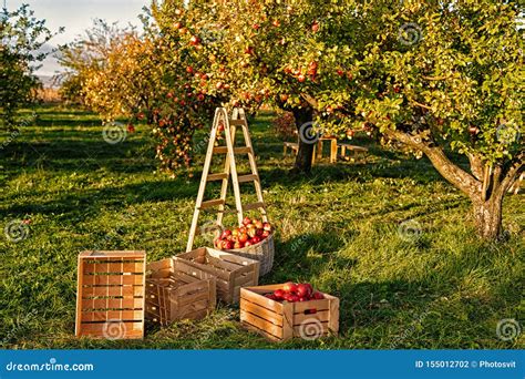 Gardening And Harvesting Fall Apple Crops Harvesting In Garden Stock