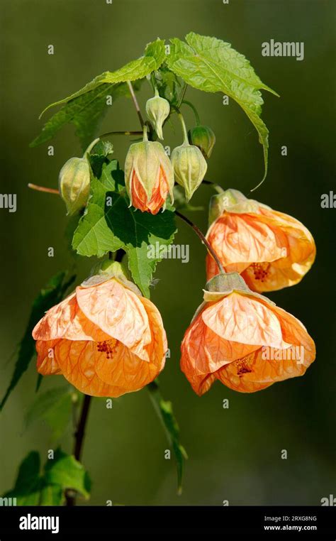 Abutilon X Hybridum Hi Res Stock Photography And Images Alamy