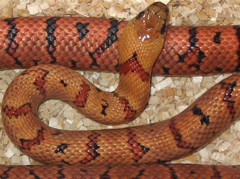 Kingsnake Photo Gallery Kingsnakes Baubel Male Thayeri M