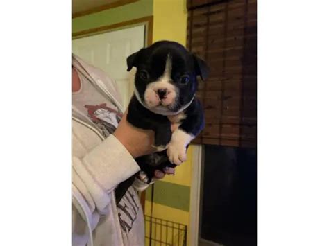 Boston Bull Terrier puppies in Dallas - Puppies for Sale Near Me