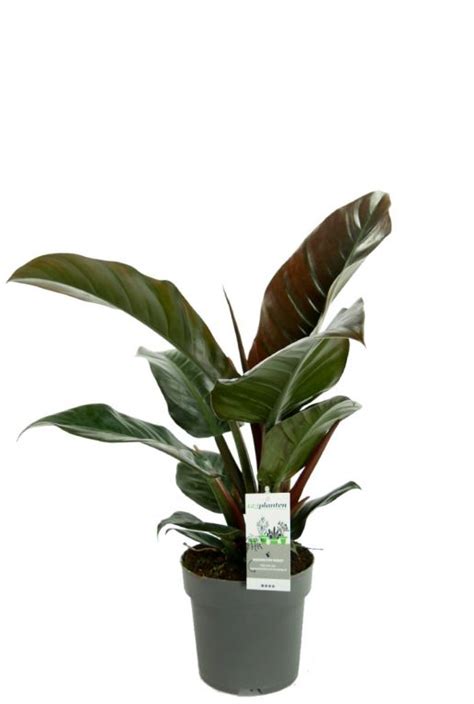 Philodendron Imperial Red Cm Kopen Planten Nl