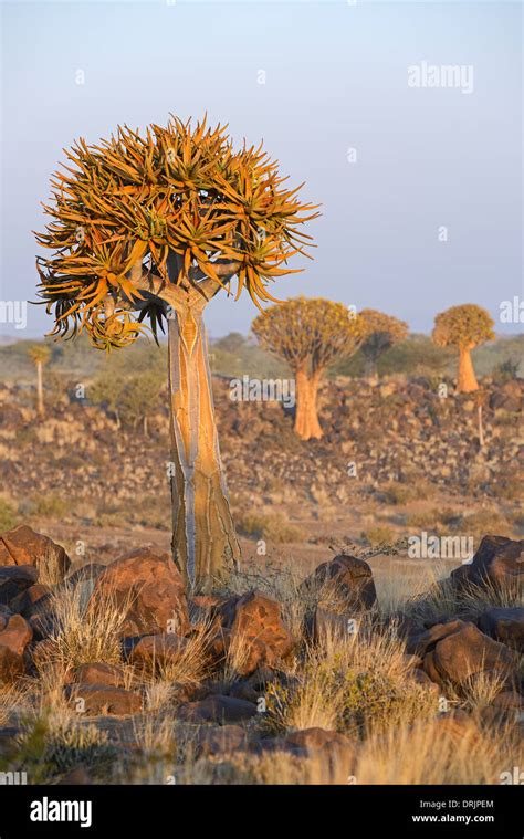 Quiver Tree Or Quivertree Afrikaans Kokerboom Aloe Dichotoma At