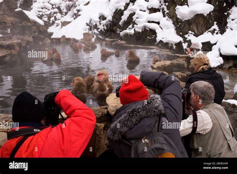 JAPAN NEAR NAGANO JIGOKUDANI SNOW MONKEYS Japanese Macaque SITTING IN HOT SPRING TOURISTS