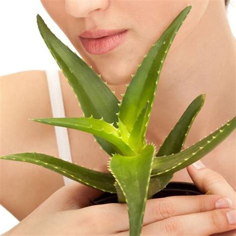 Cómo plantar aloe vera 6 pasos