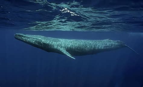 An Ancient Giant Whale Was Discovered In Peru With A Body Shape Like A