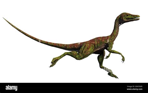 Compsognathus Longipes Piccolo Dinosauro Del Tardo Periodo Giurassico Isolato Su Sfondo Bianco