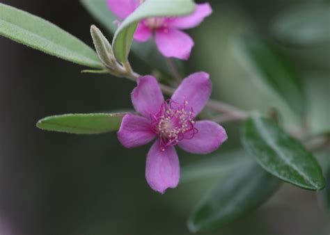 North Queensland Plants Myrtaceae