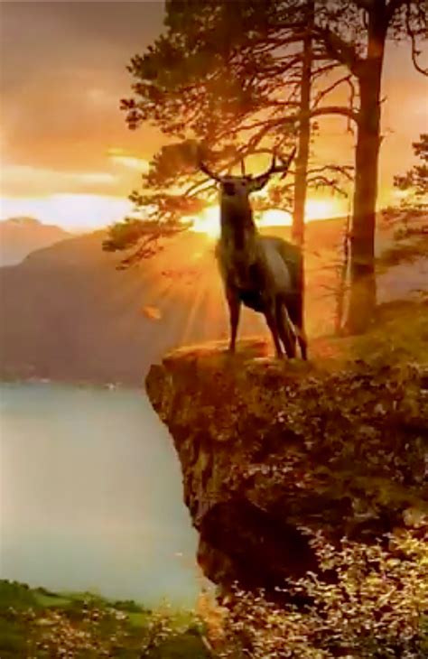 Coucher de soleil et cerf | Nature pictures, Scenery, Beautiful nature