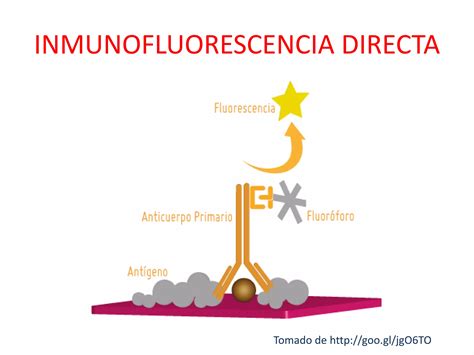 Prueba Ifat Inmunofluorescencia Directa E Indirecta Ppt