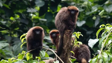 Madre De Dios: Peru's Unique Wildlife - Metro Wilds