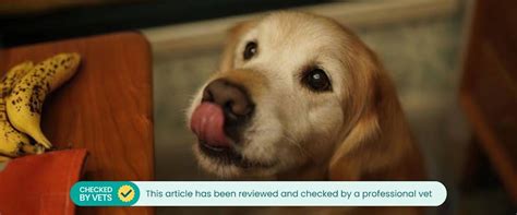 What Fruits Can Dogs Eat