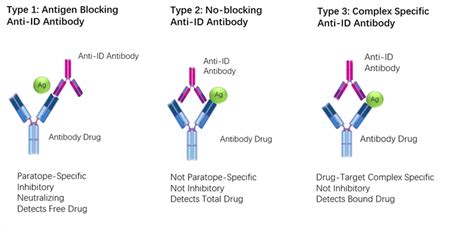 Pharmacokinetic PK Bridging ELISA Measuring Free Drug Creative Biolabs