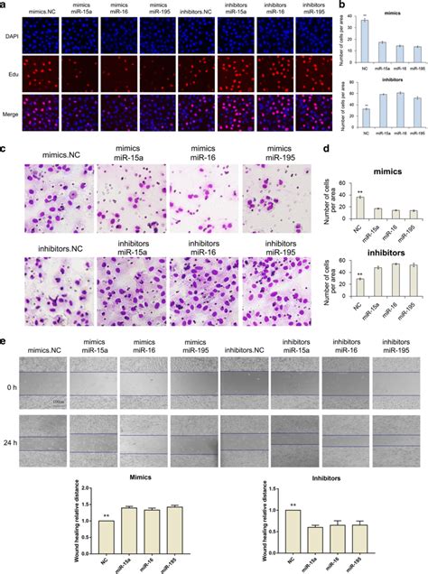 Effect Of MiR 15a 16 195 On Proliferation And Migration Of SGC 7901