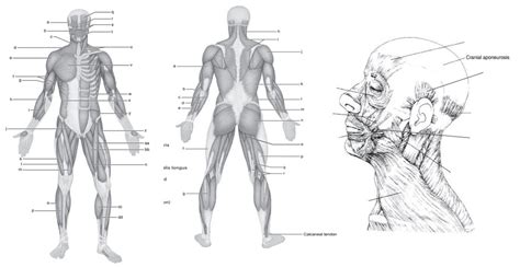 Gross Anatomy Of The Muscular System Review Sheet Gross Anatomy Of