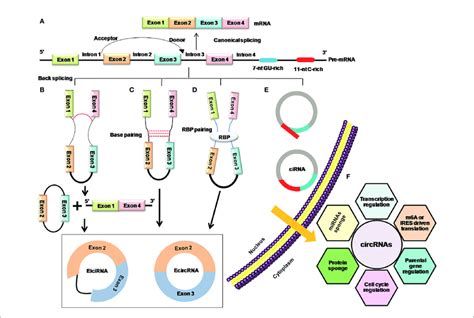 Mechanistic Depiction Of Four Circrna Biogenesis Models A