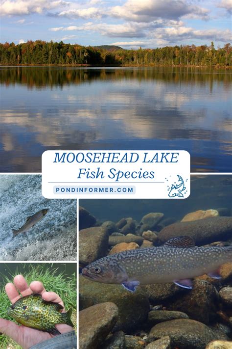 List Of Fish Species In Lewis Smith Lake Updated Artofit