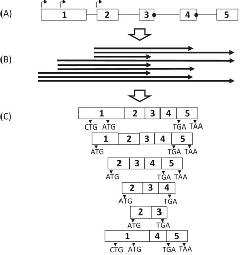 Illustration of alternative transcription, splicing and translation of ... 