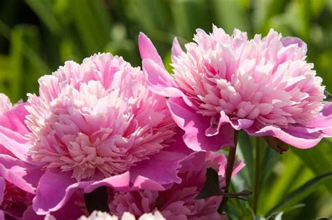 Brenda J. Carrasquillo: Live Peony Plants Near Me : Sorbet Peony Gurney ...