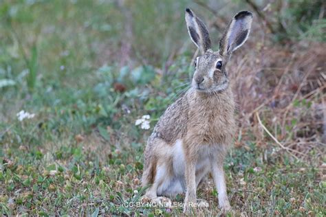 Lepus castroviejoi | SECEM