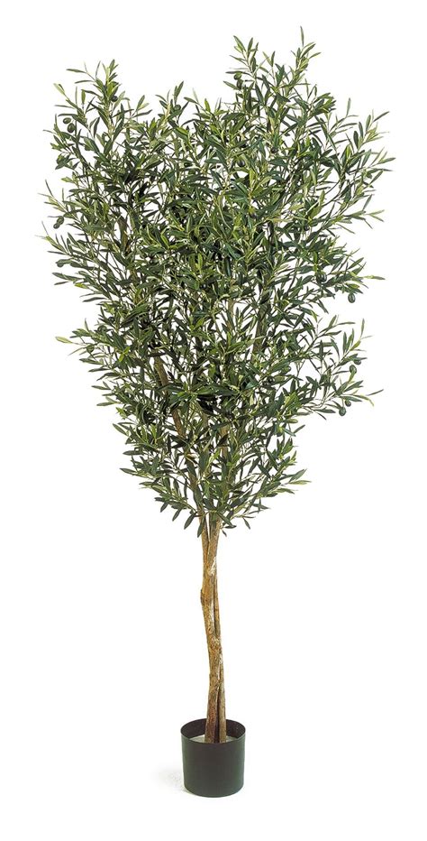 Olea Unsere Pflanzen