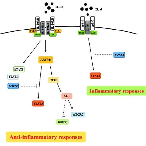 Interleukin 10 Signaling Pathway Binding Of Interleukin 10 To Its