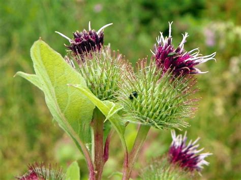 Lesser Burdock (Arctium minus) | Flickr - Photo Sharing!