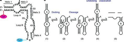 Hairpin Ribozyme And Schematic Representation Of Different Stages In