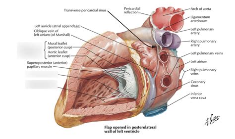 AP Lecture 11: the rest of left ventricle and atria Landmark ID Diagram ...