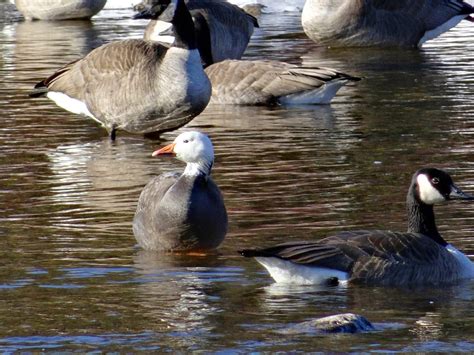 Nathans Nature Adventure Blog The Curse Of The Blue Goose