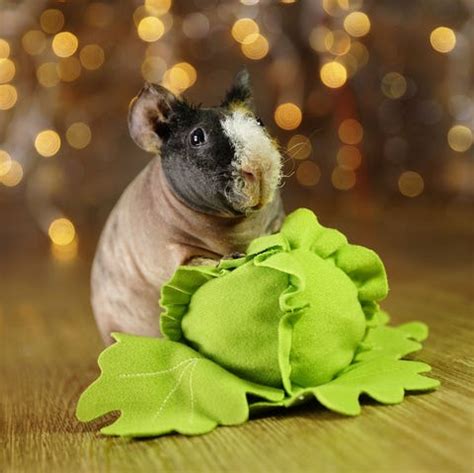 Guinea Pig Breeds List - Complete Guide of All Guinea Pig Breeds