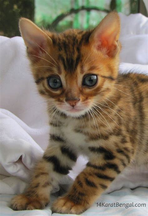 25 Best Ideas About Bengal Kittens On Pinterest Bengal Kitten Where