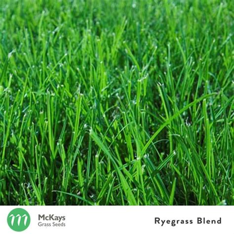 Ryegrass Grass Seed Blend Mckays Grass Seeds