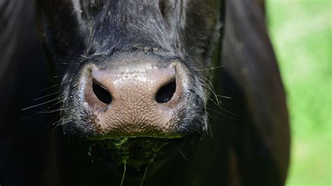 Rabid cow confirmed in Saluda County: Four people and 11 cows exposed