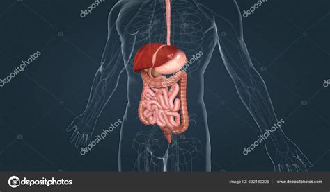 Système Digestif Humain Compose Tractus Gastro Intestinal Des Organes