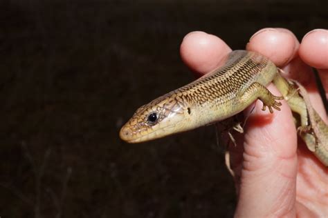 Gilbert S Skink Lizards Of Highlands Center For Natural History