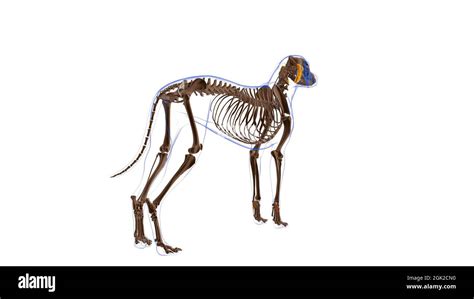 Illustration Semimembranosus Muscle Hi Res Stock Photography And Images