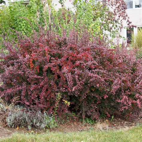 Berberis Thunbergii Epine Vinette De Thunberg à Feuillage Vert