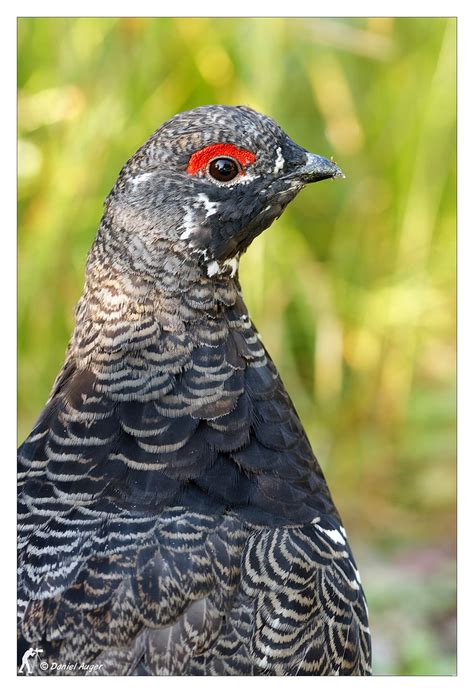 Tétras du Canada Spruce Grouse Parc national de la Gaspé Flickr