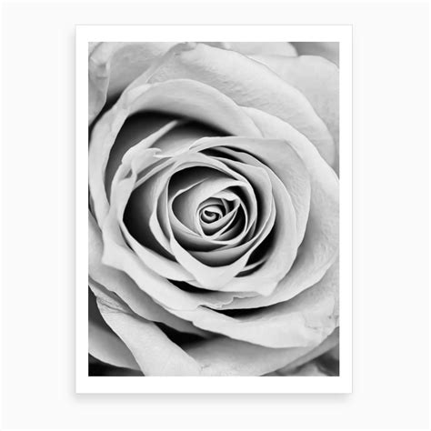 Black And White Rose Art Print | Black and white roses, Rose art, White ...