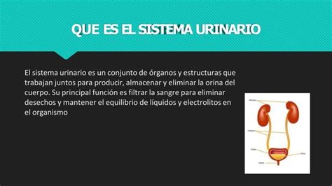 Sistema Urinario Anatomía Y Fisiología Del Ser Humano Ppt