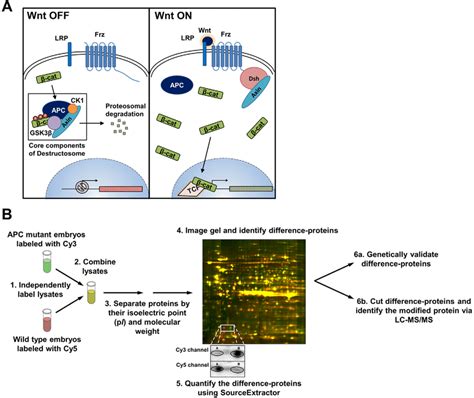 Summary Of The Wnt Signaling Pathway And 2D DIGE Workflow A The Wnt